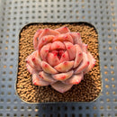 Echeveria 'Daredevil' Type B 2" Succulent Plant Cutting