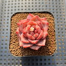 Echeveria 'Daredevil' Type B 2" Succulent Plant Cutting