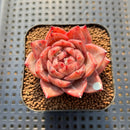 Echeveria 'Daredevil' Type B 2" Succulent Plant Cutting