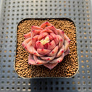 Echeveria 'Daredevil' Type B 2" Succulent Plant Cutting