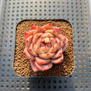 Echeveria 'Daredevil' Type B 2" Succulent Plant Cutting