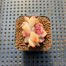 Echeveria 'Zixia' 1" Succulent Plant Cutting