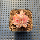 Echeveria 'Zixia' 1" Succulent Plant Cutting