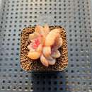 Echeveria 'Zixia' 1" Succulent Plant Cutting