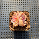 Echeveria 'Zixia' 1" Succulent Plant Cutting