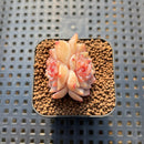 Echeveria 'Zixia' 1" Succulent Plant Cutting