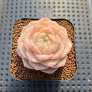 Echeveria 'Late Summer' 2" Succulent Plant Cutting