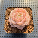 Echeveria 'Late Summer' 2" Succulent Plant Cutting