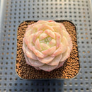Echeveria 'Late Summer' 2" Succulent Plant Cutting