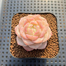 Echeveria 'Late Summer' 2" Succulent Plant Cutting