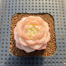 Echeveria 'Late Summer' 2" Succulent Plant Cutting