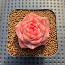 Echeveria 'Enchantress' 2" Succulent Plant Cutting