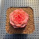 Echeveria 'Enchantress' 2" Succulent Plant Cutting