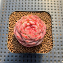 Echeveria 'Enchantress' 2" Succulent Plant Cutting