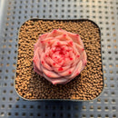 Echeveria 'Enchantress' 2" Succulent Plant Cutting