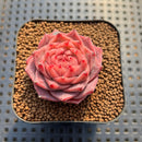 Echeveria 'Enchantress' 2" Succulent Plant Cutting