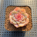 Echeveria 'Spring Dawn' 1" Succulent Plant Cutting