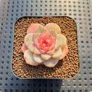 Echeveria 'Spring Dawn' 1" Succulent Plant Cutting