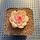 Echeveria 'Spring Dawn' 1" Succulent Plant Cutting