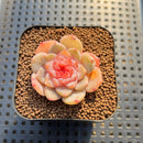 Echeveria 'Spring Dawn' 1" Succulent Plant Cutting