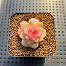 Echeveria 'Spring Dawn' 1" Succulent Plant Cutting