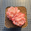 Echeveria 'Silk Palace' 2" Succulent Plant Cutting