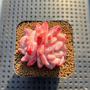 Echeveria 'Silk Palace' 2" Succulent Plant Cutting