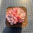 Echeveria 'Silk Palace' 2" Succulent Plant Cutting