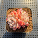 Echeveria 'Silk Palace' 2" Succulent Plant Cutting