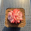 Echeveria 'Silk Palace' 2" Succulent Plant Cutting