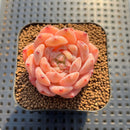 Echeveria 'Ice Water Dream' 2" Succulent Plant Cutting