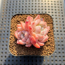 Echeveria 'Ice Water Dream' 2" Succulent Plant Cutting