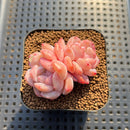 Echeveria 'Ice Water Dream' 2" Succulent Plant Cutting