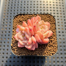Echeveria 'Ice Water Dream' 2" Succulent Plant Cutting