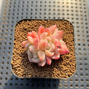 Echeveria 'Ice Water Dream' 2" Succulent Plant Cutting