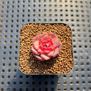 Echeveria 'Chrome Heart' 1" Succulent Plant Cutting