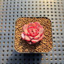 Echeveria 'Chrome Heart' 1" Succulent Plant Cutting