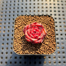 Echeveria 'Chrome Heart' 1" Succulent Plant Cutting