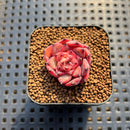 Echeveria 'Chrome Heart' 1" Succulent Plant Cutting