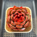 Echeveria 'Secret Garden' 3" Succulent Plant Cutting