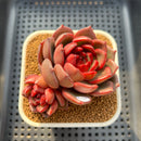 Echeveria 'Secret Garden' 3" Succulent Plant Cutting