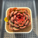 Echeveria 'Secret Garden' 3" Succulent Plant Cutting