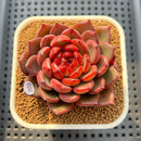 Echeveria 'Secret Garden' 3" Succulent Plant Cutting