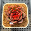 Echeveria 'Secret Garden' 3" Succulent Plant Cutting