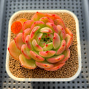 Echeveria 'Flamenco' Variegated 3" Succulent Plant Cuttings