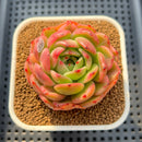 Echeveria 'Flamenco' Variegated 3" Succulent Plant Cuttings