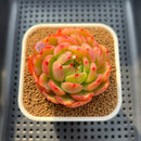 Echeveria 'Flamenco' Variegated 3" Succulent Plant Cuttings