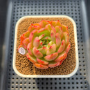 Echeveria 'Flamenco' Variegated 3" Succulent Plant Cuttings