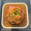 Echeveria 'Flamenco' Variegated 3" Succulent Plant Cuttings