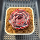 Echeveria 'Cold Brew' 2" (Air Magic Hybrid) Succulent Plant